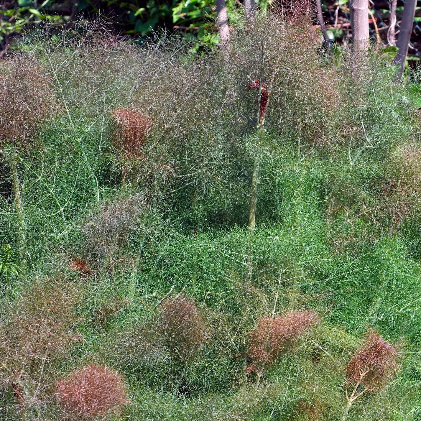 Piccolo Seeds – Ladybird's Shelter Kräuter