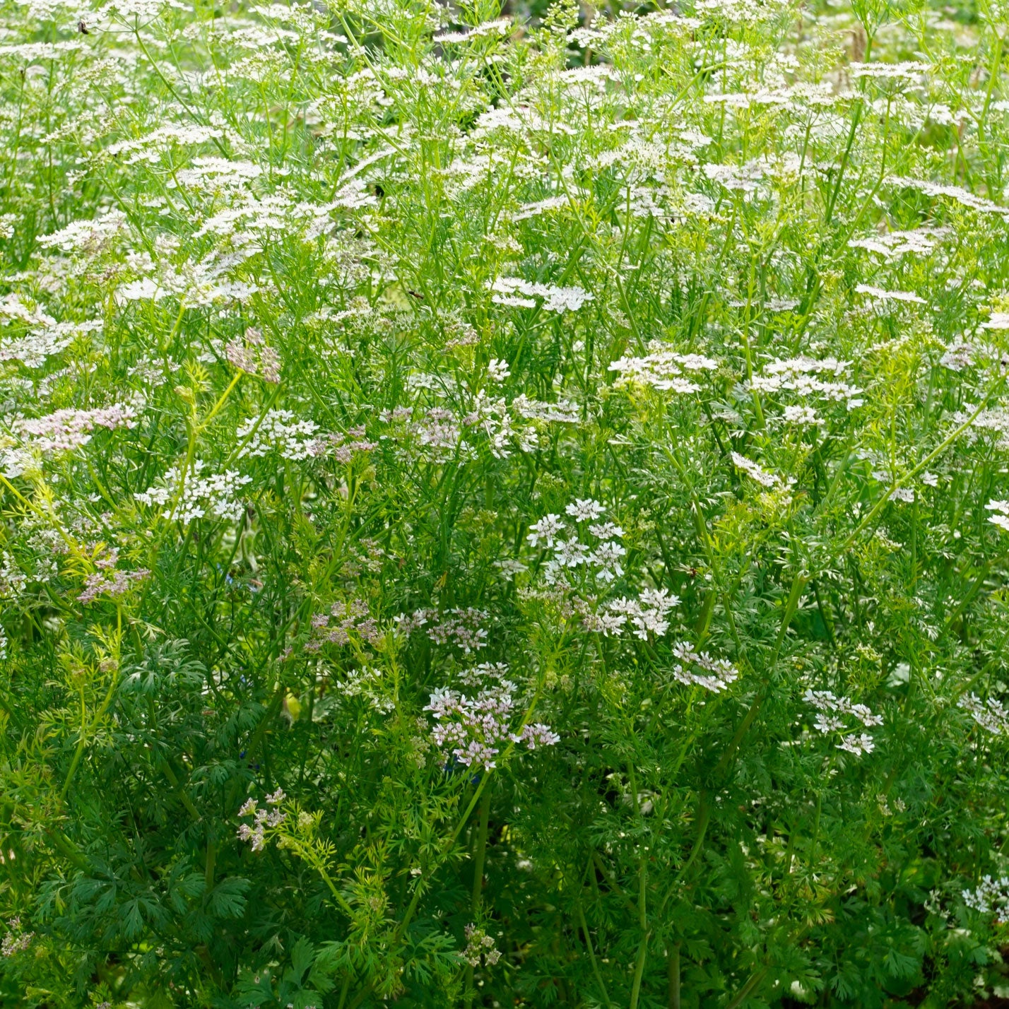 Piccolo Seeds – Ladybird's Shelter Kräuter