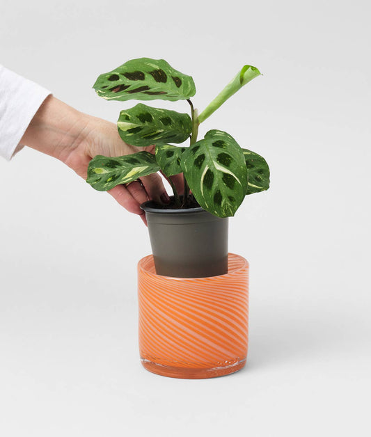Wrap - Spiralförmiger Glasblumentopf - Gebranntes Orange