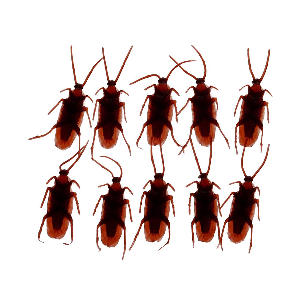 Schachtel mit 10 Kakerlaken