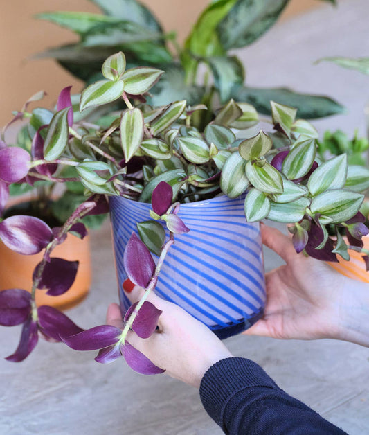 Wrap - Spiralförmiger Glasblumentopf - Blau