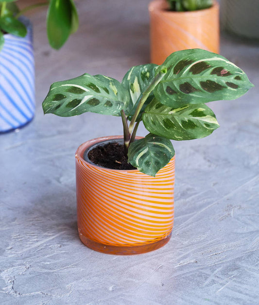 Wrap - Spiralförmiger Glasblumentopf - Gebranntes Orange