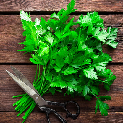 Piccolo Seeds – Küchenkräuter Samen-Set