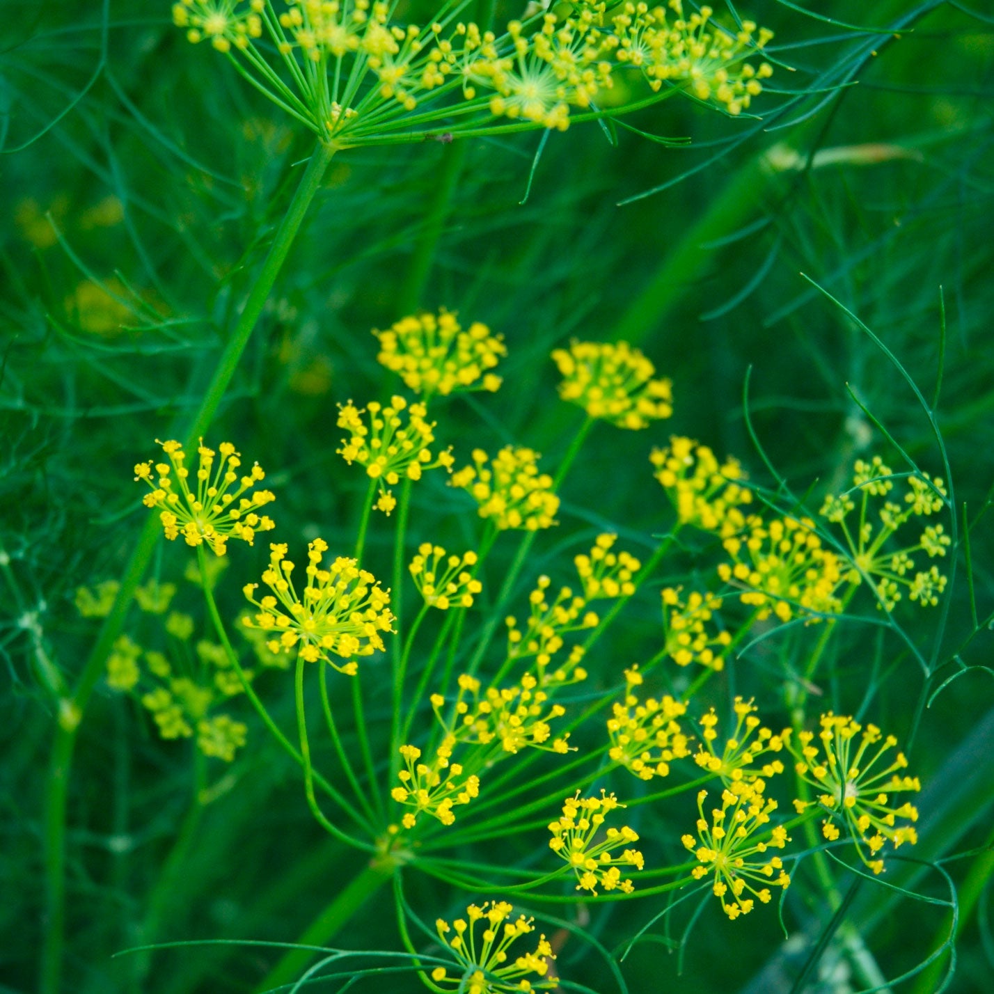 Piccolo Seeds – Ladybird's Shelter Kräuter