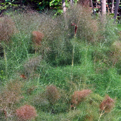 Piccolo Seeds – Ladybird's Shelter Kräuter
